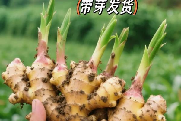 家种姜风水好吗
