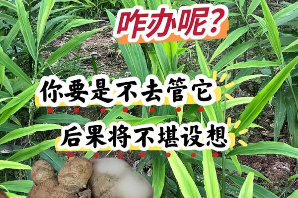 家种姜风水好吗