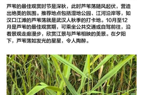 芦苇风水讲解