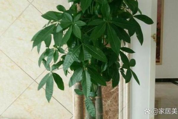 如何通过养植物改善室内风水
