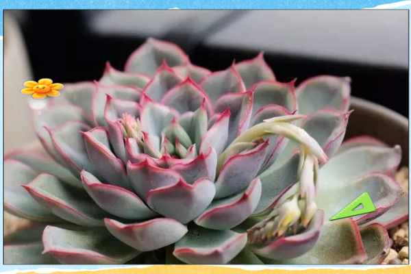 十二星座适合什么盆栽好看的花