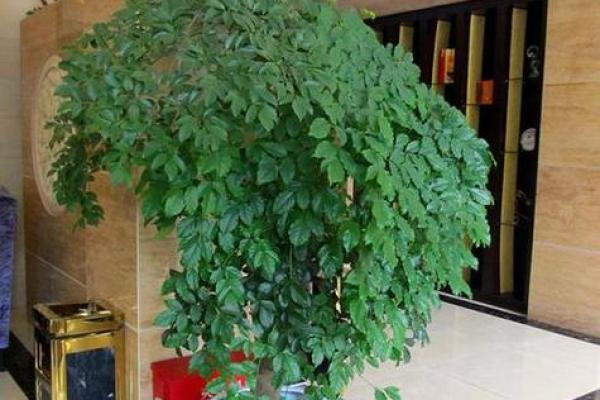 办公场所摆放植物的风水讲究 办公场所摆放植物的风水讲究